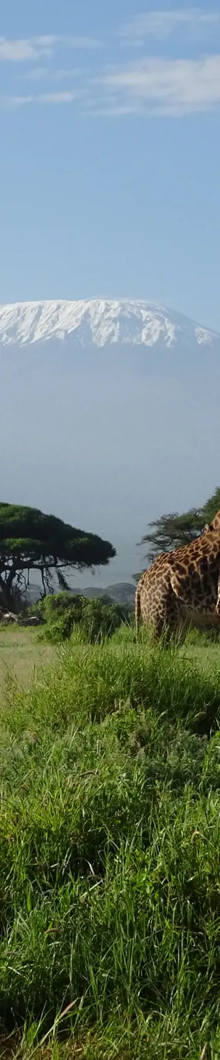 Erstklasse Blick auf den Kilimanjaro vom Amboseli Nationalpark